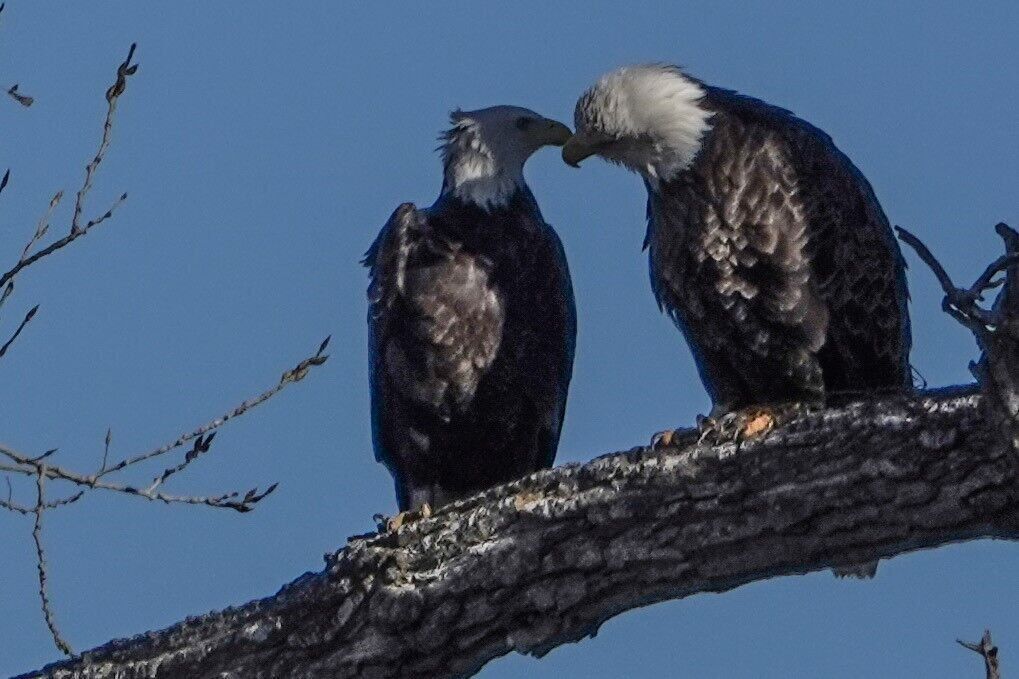 Dead eagles